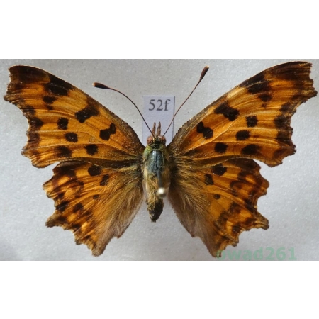 Polygonia c-album (Linnaeus, 1758) Rusałka ceik Czech52f